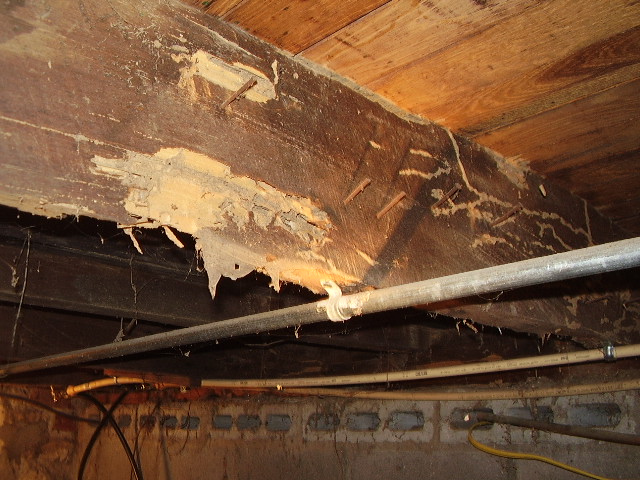 Termite Damage